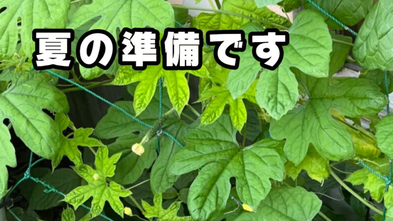 毎年ゴールデンウィークにやってる事。　今年もゴーヤを植える季節がやってきました