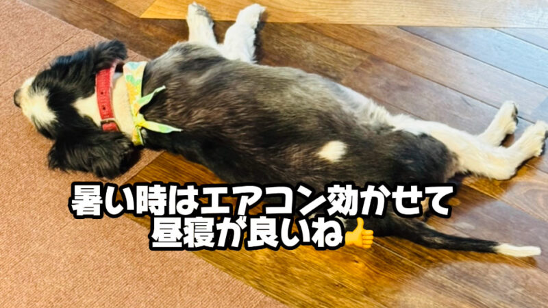 ８月ですね　月初めは恒例のブログのアクセス数ベスト５の発表です！！