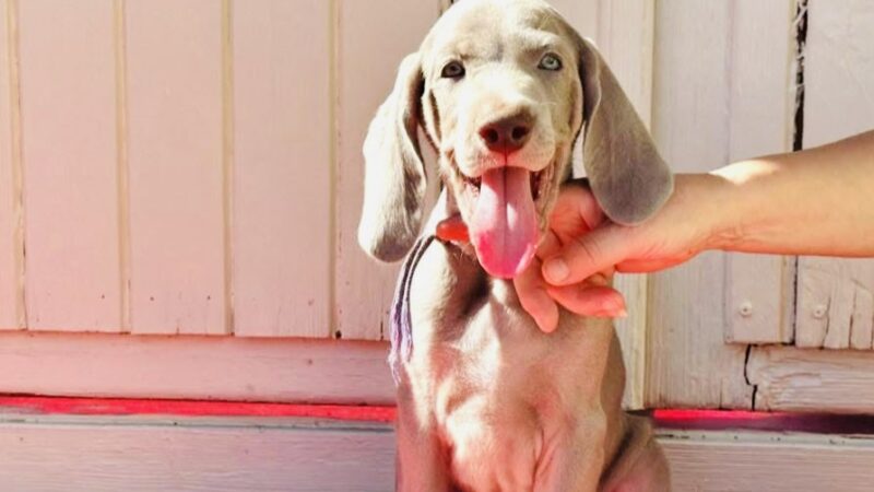🐾あと10日でお迎えです🐾 新しい家族（ワンコ）です