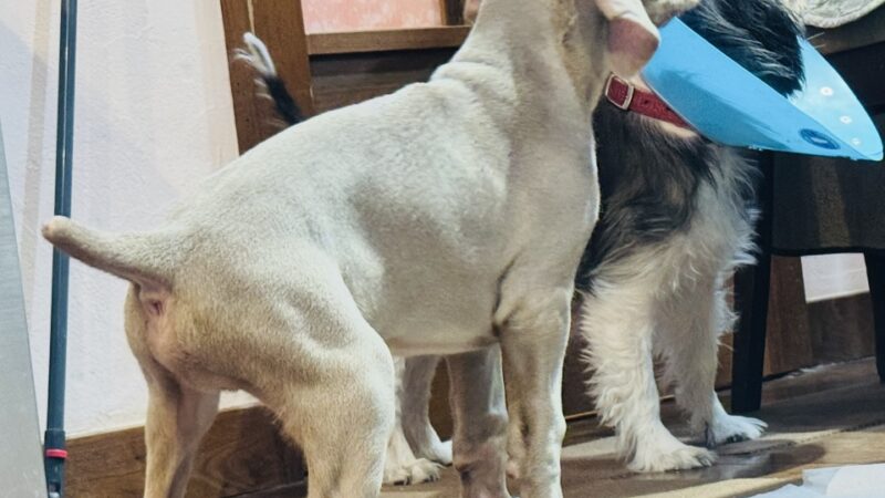 🐶新しい家族・ワイマラナーのジュリアンを迎えに行って来ました