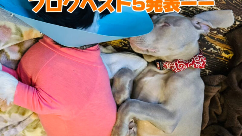 気が付けば１１月　新しい月やん　ブログアクセス数ベスト５です