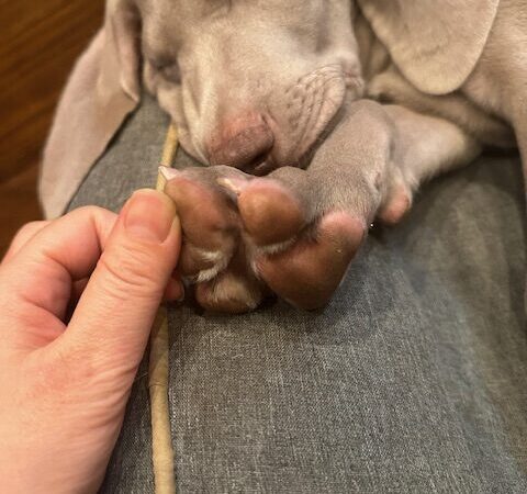 息子（犬）が増えました
