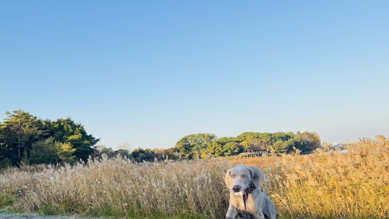 ついに師走！　終わりよければ、、、　　さて　このブログのベスト5の発表です