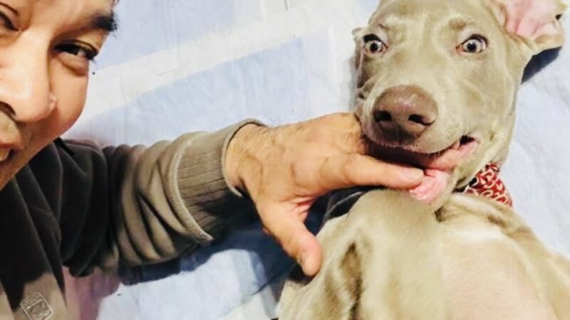 🐶新人ワイマラナー「ジュリアン君」爆伸び中…！