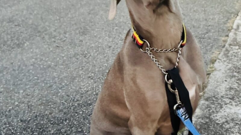 「1週間で1kg増える大型犬ワイマラナーのジュリ　散歩で引っ張りが痛い」の対策考えました