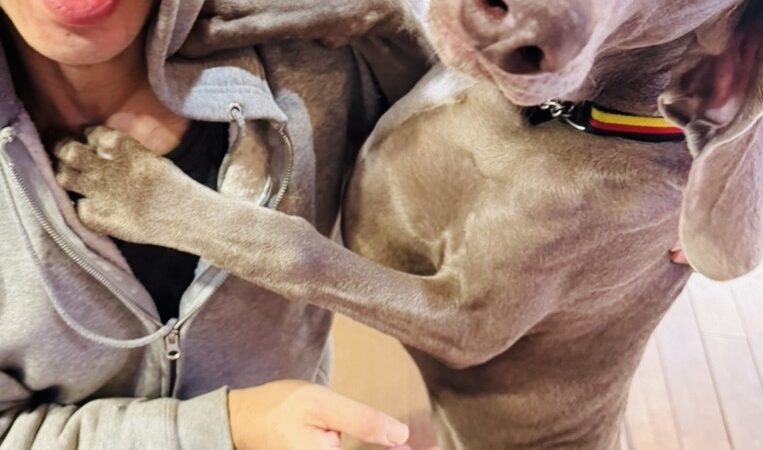 我が家のワイマラナーのジュリ　生後半年経ちました。　27キロになりましたが、中身は赤ちゃんです💦