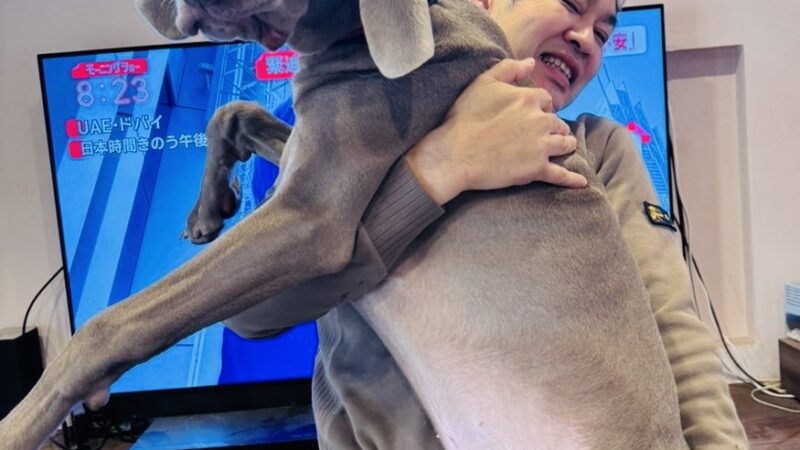 恒例の体重測定　ワイマラナーのジュリが28.7kgに成長！大型犬の成長スピードに驚き