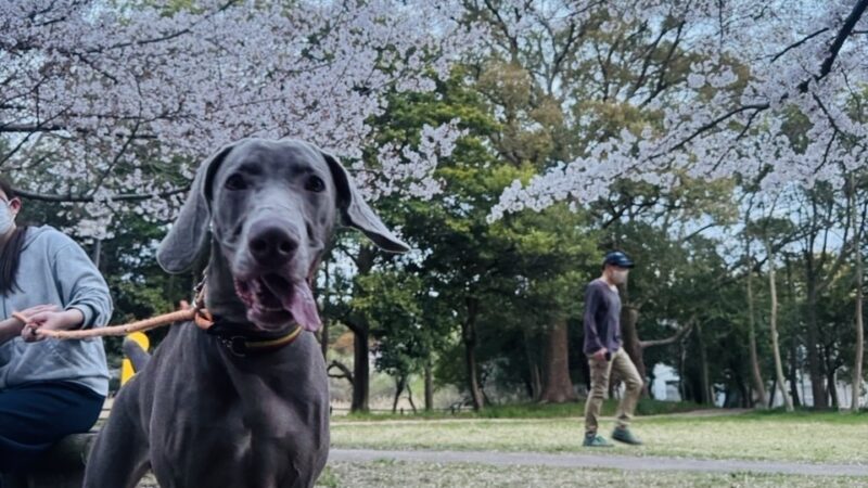 気が付けば４月になって６日目💦　恒例のブログのアクセス数のベスト５発表です