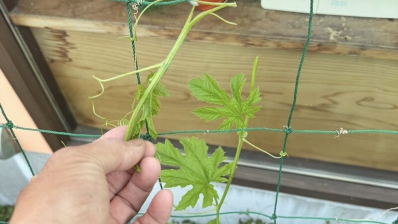 ご存じですか？「摘芯（てきしん）」　グリーンカーテン成長中　ゴーヤのお世話　
