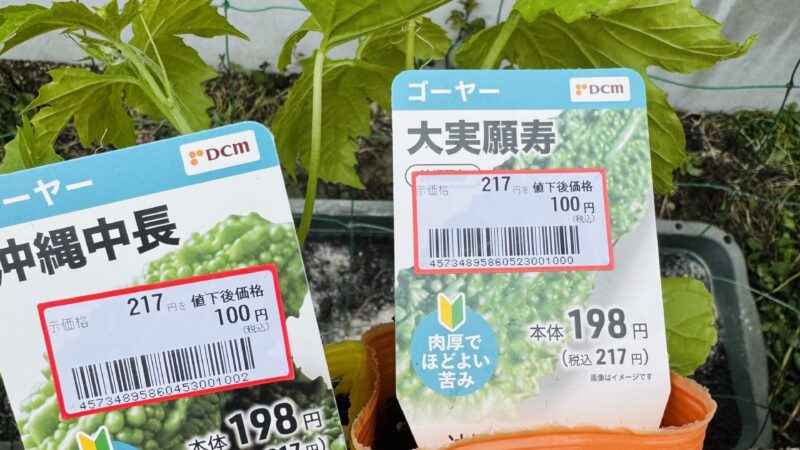 皆さんゴーヤ好きですか？　私のGWの恒例行事　グリーンカーテンの仕込み　