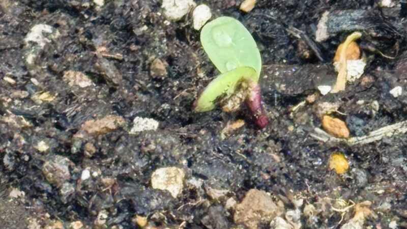 今年も目が出てホッとしました！　この感じが良いんです！　ひまわりプロジェクト進行中