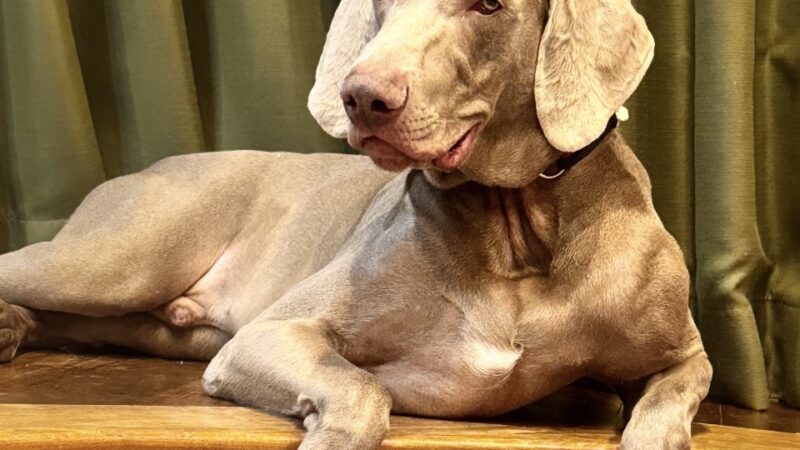 愛犬ジュリ減量中！　のつもりが、まさか？？？　大型犬て、ホンマすごい成長です