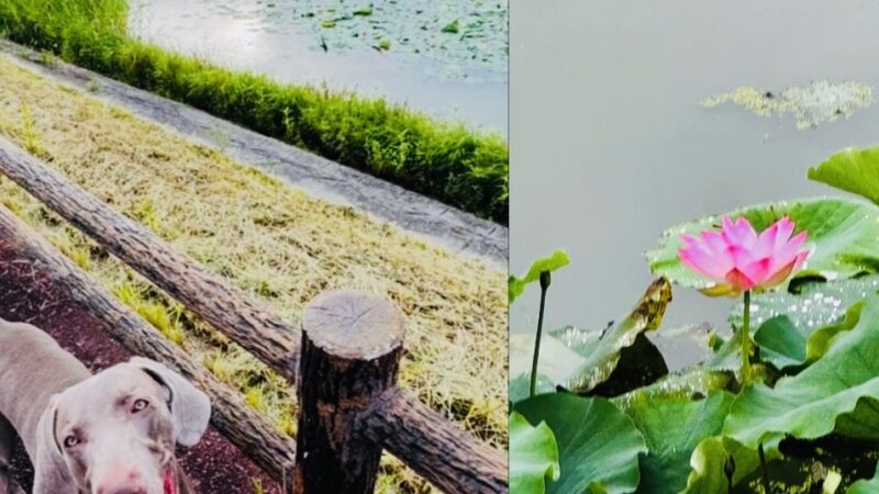 え～　半年経ちましたね　７月もよろしくお願いいたします！　月初めはブログのアクセス数ベスト５です