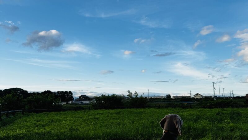 モノの見え方って立場が変われば全く違うモノですね　そんな事感じる愛犬との散歩　珍しい出会いがありました