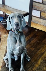 もう一歳？　まだ一歳？　すえひろでんきの看板犬ワイマラナーのジュリが一歳になりました
